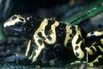 Yellow and Black Poison Dart Frog, (Dendrobates leucomelas), Dendrobatidae, AATV02P09_17
