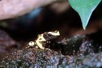 Yellow and Black Poison Dart Frog, (Dendrobates leucomelas), Dendrobatidae, AATV02P09_18