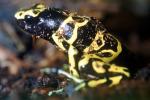 Yellow and Black Poison Dart Frog, (Dendrobates leucomelas), Dendrobatidae, AATV02P09_19