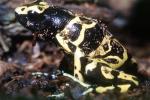 Yellow and Black Poison Dart Frog, (Dendrobates leucomelas), Dendrobatidae, AATV02P10_01