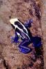 Mimic Poison Frog, (Ranitomeya imitator), Dendrobatidae, (formerly Dendrobates imitator), AATV02P10_05