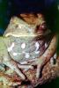Frog, AATV02P10_12