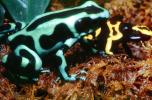 Poison Dart Frog [Dendrobatidae], AATV02P10_15