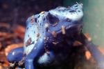 Blue Poison Dart Frog, (Dendrobates azureus), Okopipi, AATV02P10_18