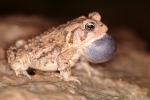 Fowler's Toad, (Bufi woodhousei), AATV02P10_19