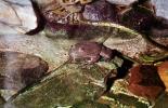 Tarahumara Frog, (Rana tarahumarae), Anura, Ranidae, Lissamphibia, AATV02P11_01