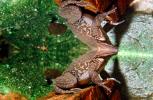 Tarahumara Frog, (Rana tarahumarae), Anura, Ranidae, Lissamphibia