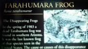 Tarahumara Frog, (Rana tarahumarae), Anura, Ranidae, Lissamphibia