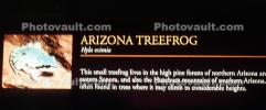 Arizona Treefrog, (Hyla eximia), Hylidae