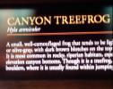 Canyon Treefrog, (Hyla arenicolor)