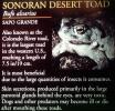 Sonoran Desert Toad, Bufo alvarius