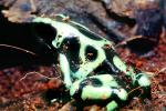 Poison Dart Frog [Dendrobatidae], AATV02P12_19