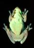 Tree Frog, AATV02P13_01