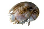 Horseshoe Crab, photo-object, object, cut-out, cutout, AAXV01P02_01.2564F
