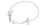 Horseshoe Crab outline, line drawing, shape, AAXV01P02_01.2564O