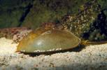 Horseshoe Crab, Limulus, AAXV01P02_02.2269