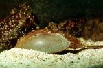 Horseshoe Crab, Limulus, AAXV01P02_04