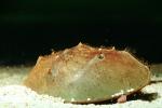 Horseshoe Crab, Limulus, AAXV01P02_06