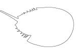 outline of a Horseshoe Crab, line drawing, shape