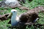 nesting Albatrosses, ABAV01P02_01