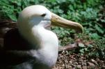 nesting Albatrosses, ABAV01P02_02