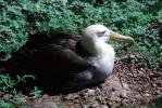 nesting Albatrosses, ABAV01P02_03