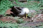 nesting Albatrosses, ABAV01P02_05