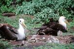 nesting Albatrosses, ABAV01P02_06