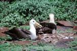 nesting Albatrosses, ABAV01P02_07