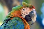 Catalina Macaw, Parrot, Psittacidae, ABCD01_001