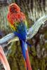 Catalina Macaw, Parrot, ABCD01_002