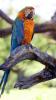 Catalina Macaw, Parrot, ABCD01_005