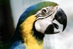 Blue and Gold Macaw, (Ara ararauna), ABCV01P01_02