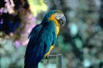 Blue and Gold Macaw, (Ara ararauna), ABCV01P01_04.0354