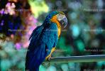 Blue and Gold Macaw, (Ara ararauna), ABCV01P01_04.2565