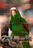 Parrot, ABCV01P01_06B.2565
