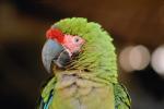Military Macaw, (Ara militaris), Puerto Vallarta, ABCV01P01_18.0354