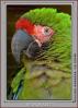 Military Macaw, (Ara militaris), Puerto Vallarta, ABCV01P01_18B