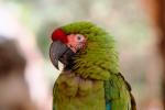 Military Macaw, (Ara militaris), Puerto Vallarta, ABCV01P02_01.3339