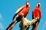 Scarlet Macaw, (Ara macao), ABCV01P02_07B