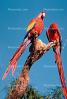 Florida, Parrot, Scarlet Macaw, (Ara macao), ABCV01P02_08