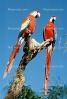 Florida, Parrot, Scarlet Macaw, (Ara macao), ABCV01P02_09