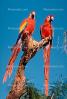 Florida, Parrot, Scarlet Macaw, (Ara macao), ABCV01P02_10.2565