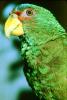 Parrot, Scarlet Macaw, (Ara macao), ABCV01P02_11.0150