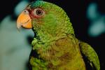 Parrot, ABCV01P02_12.3339