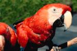 Parrot, Scarlet Macaw, (Ara macao)