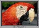 Parrot, Scarlet Macaw, (Ara macao), ABCV01P02_13B