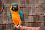 Blue and Gold Macaw, Parrot, ABCV01P02_15.2565