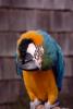 Blue and Gold Macaw, Parrot, ABCV01P02_16.1708