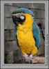 Blue and Gold Macaw, Parrot, ABCV01P02_17